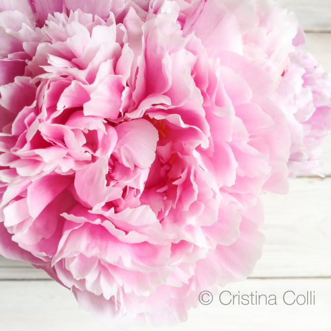 pink-peony-floral-photography