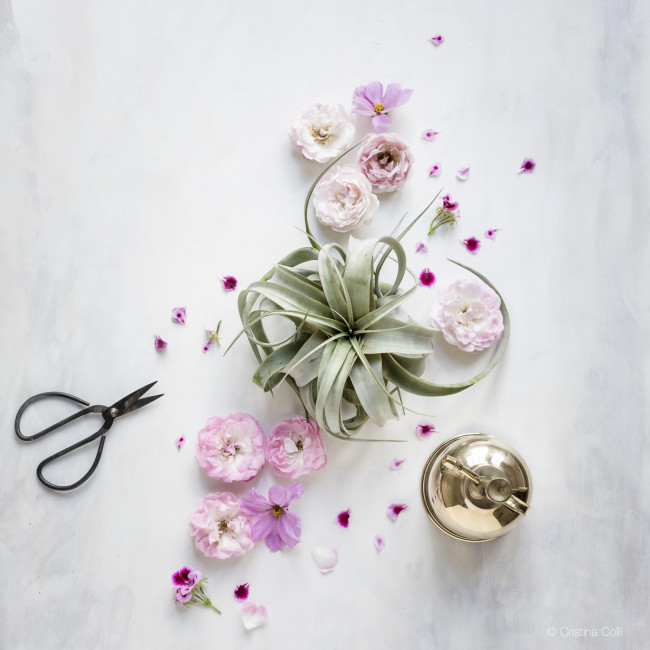 air plant and roses