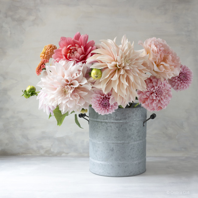 roses and dahlias in a bucket