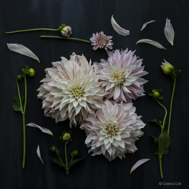 stages of a dahlia